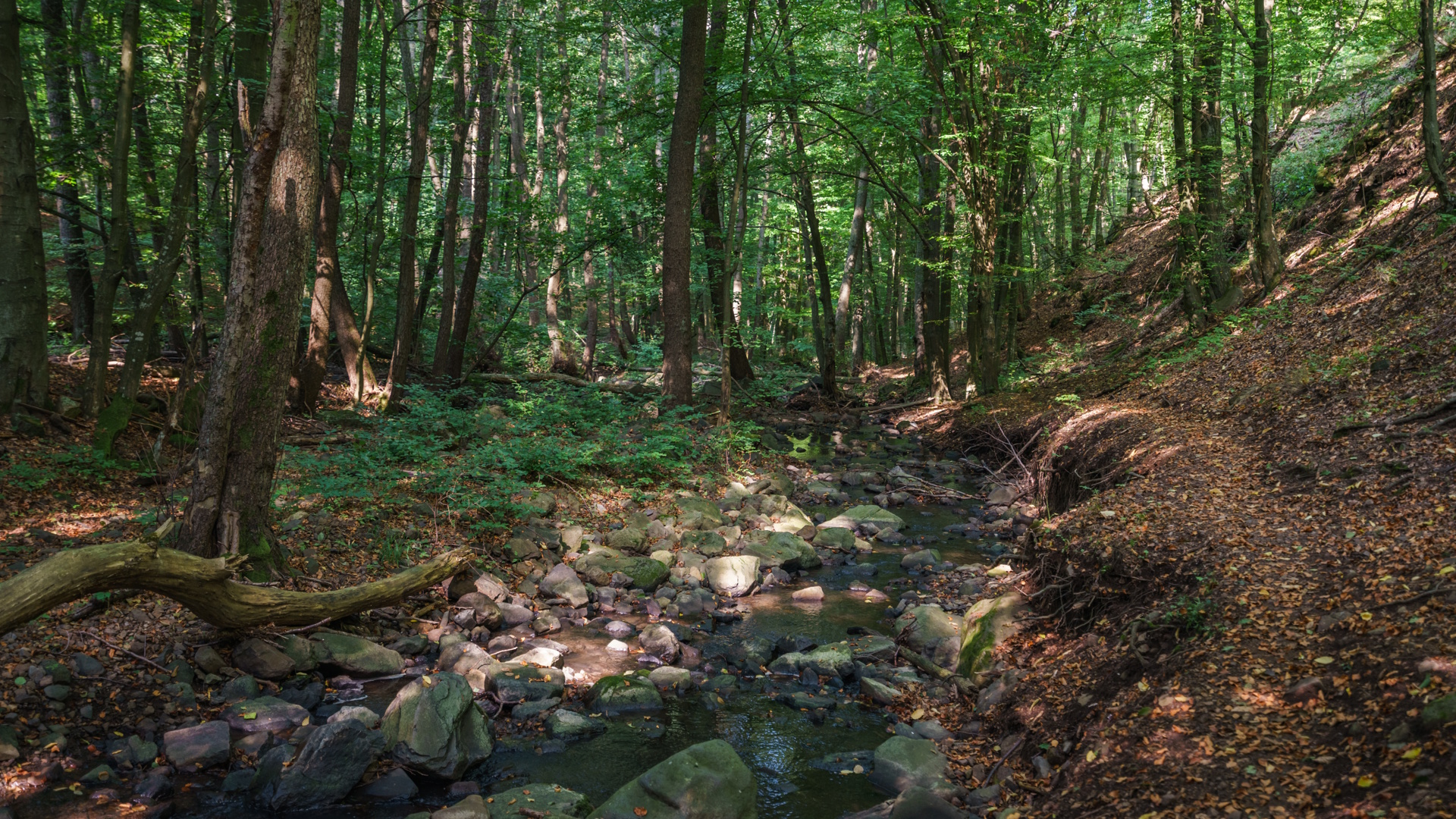 A Csörgő-patak mentén_DömsödiÁron_MTSZ_1920.jpg